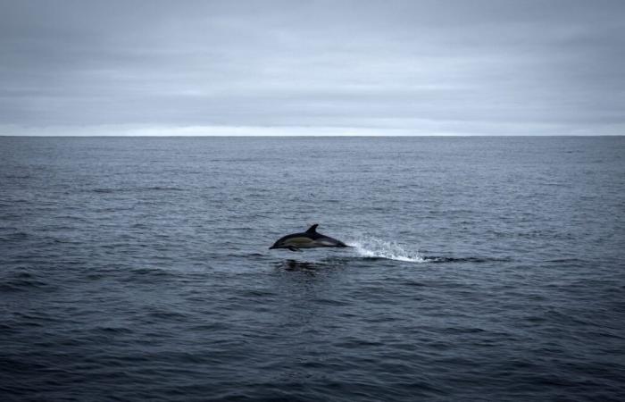 Scientists sound alarm over Atlantic ocean current system collapsing faster than expected