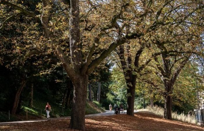 More than one in three tree species are threatened with extinction across the world