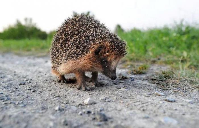 “Humans are its worst enemies”: the hedgehog now “almost threatened” with extinction