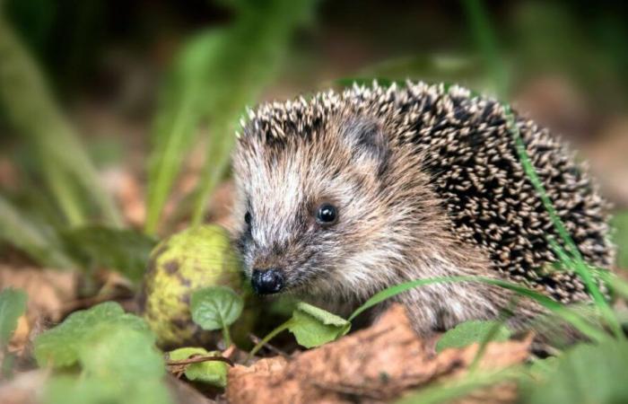 The hedgehog, “almost threatened” with extinction