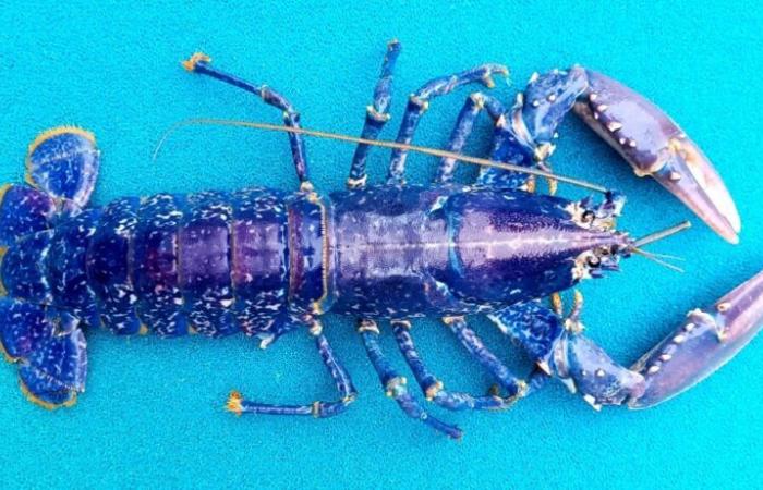 How this blue lobster went from a fish tank to the tanks of this Loire-Atlantique aquarium