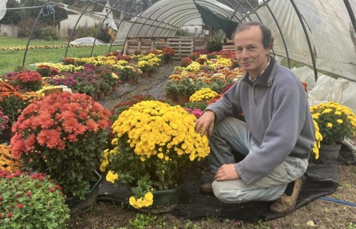 Chrysanthemum, an endangered flower in Indre-et-Loire