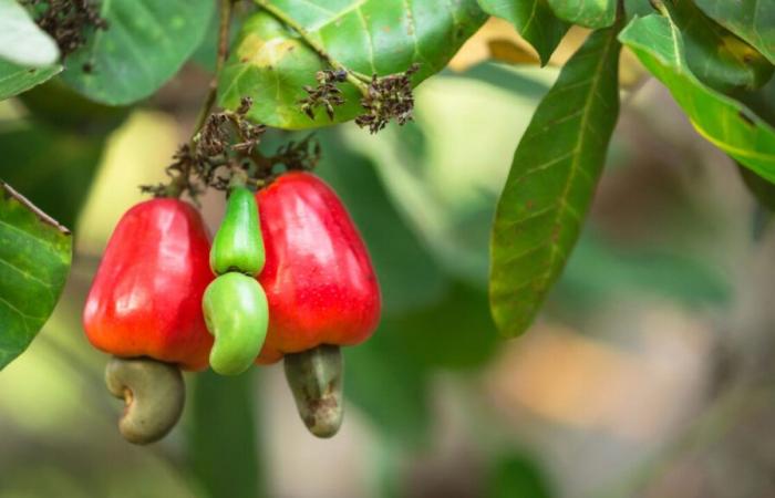 Senegal: cashew nut processors call on the State for help