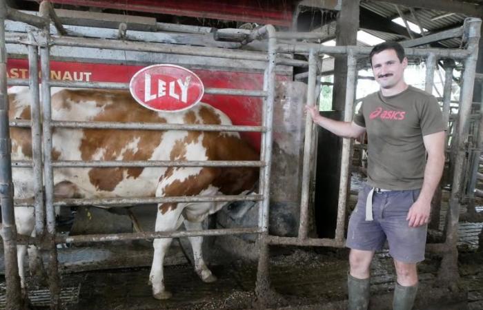 “Our 135 cows, milked by two saturated robots, graze day and night in Loire-Atlantique”