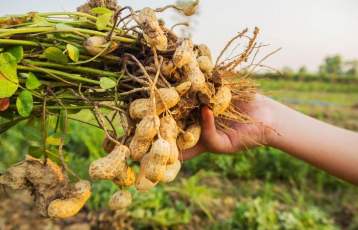 it's quite incredible, but peanuts grow perfectly in France