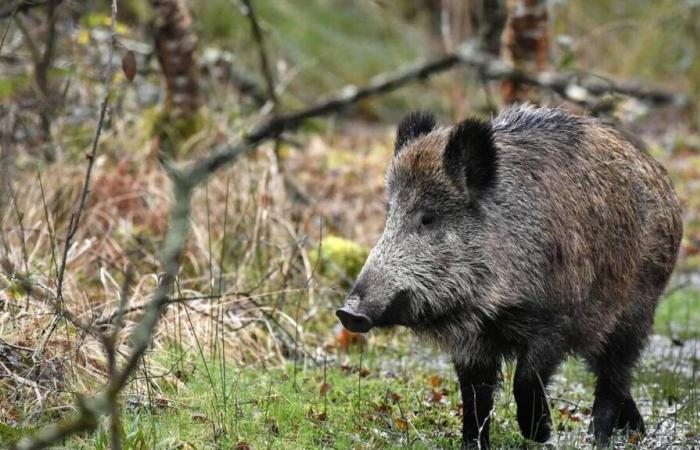 Four wild boars found dead on a beach in Côtes-d'Armor