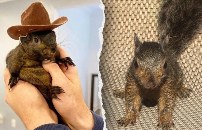 Peanut the pet squirrel taken away by New York state officials from adopted home, may be euthanized