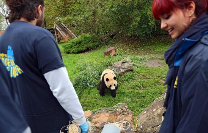 in the privacy of the Beauval zoo with the pandas