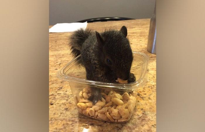 Peanut the pet squirrel taken away by New York state officials from adopted home, may be euthanized