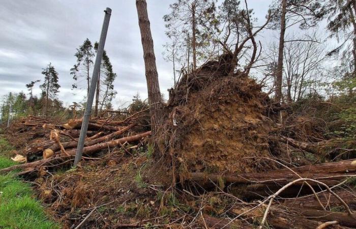 Storm Ciaran, one year later: the exceptional measures deployed in the Channel in five figures