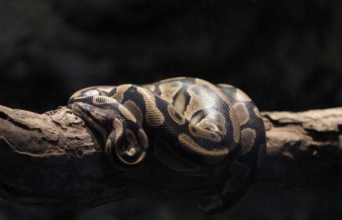 VIDEO. Images of a 4.5 meter python devouring a 35 kg deer captured by scientists in the United States