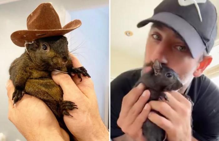 Peanut the Squirrel, beloved pet and internet sensation, put to death by New York State