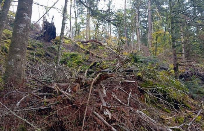 in Brittany, a year after storm Ciaran, nature is reborn