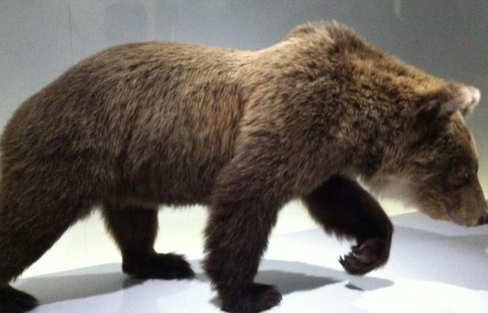 Death of the bear Cannelle in the Pyrenees: “For 10 years, on this date, I received death threat letters”