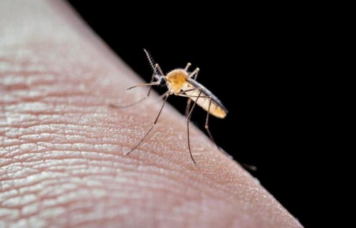 Dengue epidemic active in Martinique, “very active” in Guadeloupe