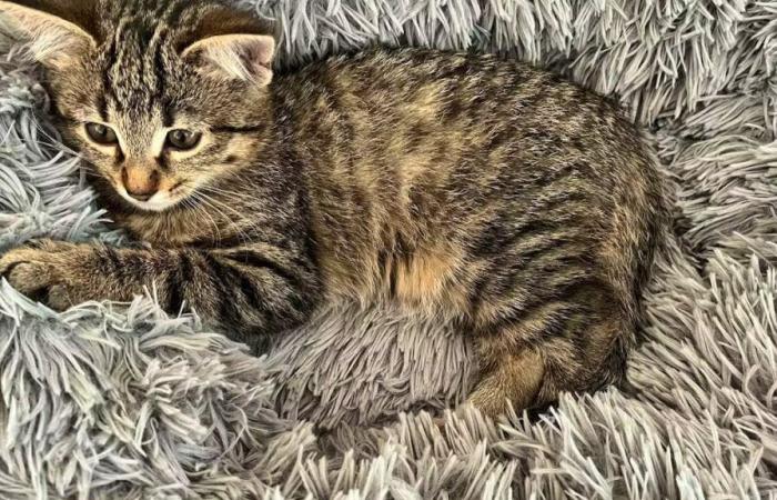 Vevey (VD): a kitten sneaked into a Mobility car