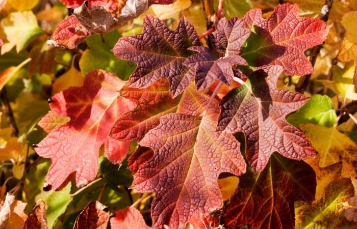 Why are autumn leaves yellow and red?