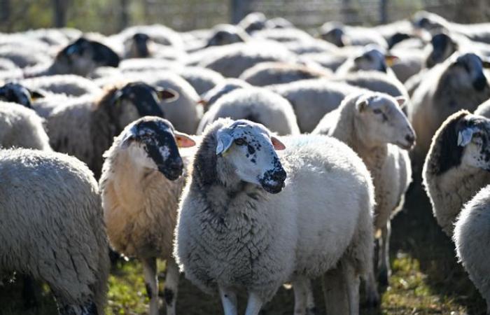 In Creuse, three sheep killed in a wolf dog attack