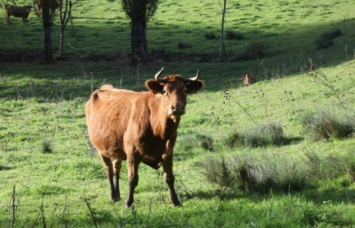 « On abat 400 cattle for an »