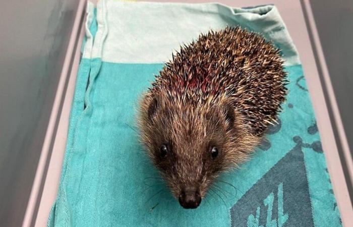 The Landes Paloume center is organizing a food drive for the hedgehogs it cares for