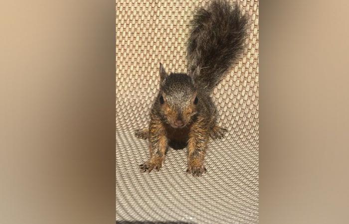 Peanut the pet squirrel taken away by New York state officials from adopted home, may be euthanized