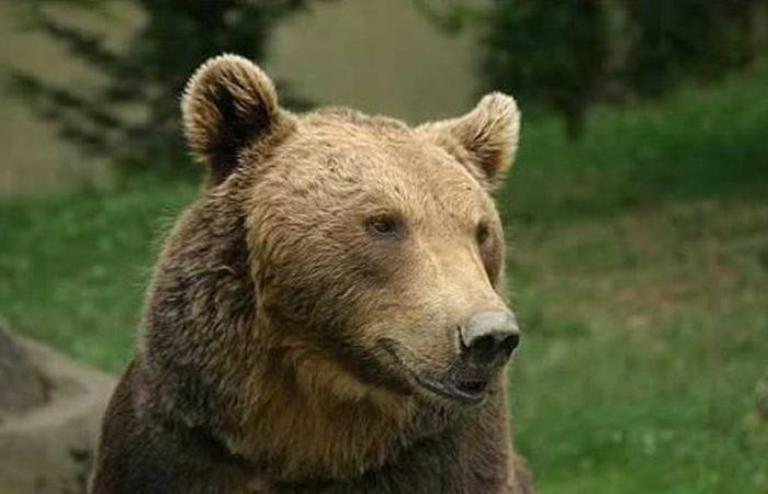 NARRATIVE. Death of the bear Cinnamon killed by a hunter: “It was her or me”… 20 years later, a tragedy that still haunts the Pyrenees