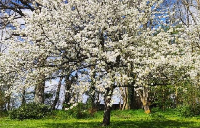 No to the establishment of a photovoltaic park in Sébécourt! Yes to preserving our natural environment!