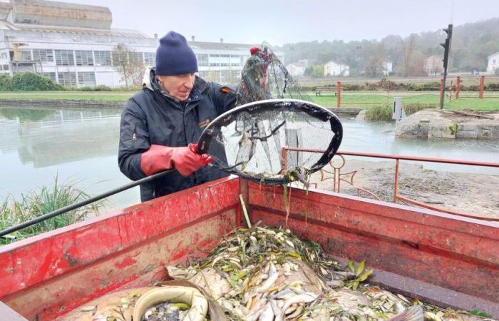 Pollution of the Loing canal: the prefect orders the emptying of water that is deadly for fish