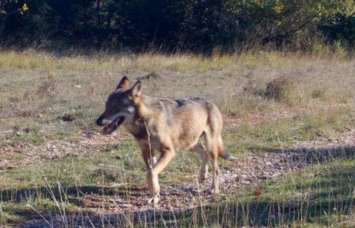 the wolf prowls the Larzac