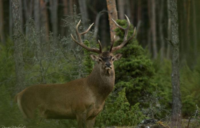 HUNTING MEAL – DIANE CANOURGUAISE La Canourgue village hall Saturday November 9, 2024