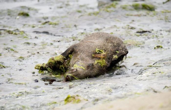 Four dead wild boars found on two beaches in the bay of Saint-Brieuc