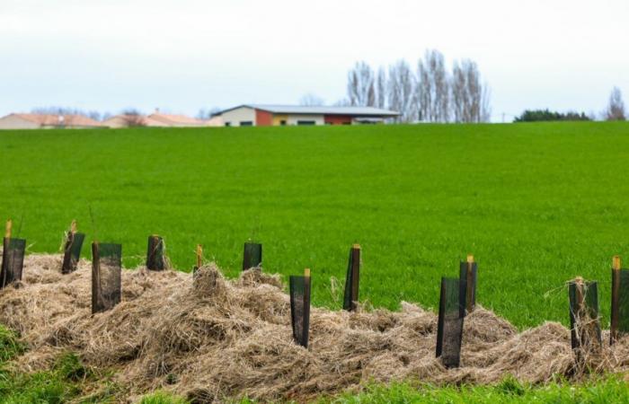 the concern of reductions in credits for planting hedges