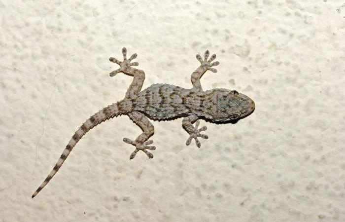 Geckos, these reptiles living in warm countries around the Mediterranean, increasingly present in Indre-et-Loire