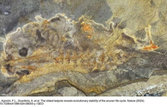 Why the discovery of a giant 16-centimeter tadpole fossil fascinates paleontologists