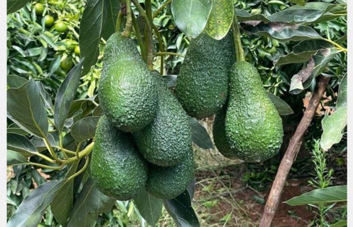 “The determination of clients to lower the prices of Moroccan avocados is obvious”