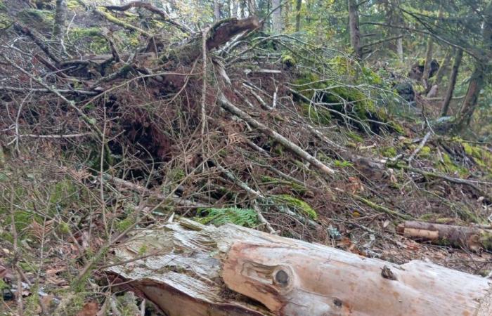 in Brittany, a year after storm Ciaran, nature is reborn