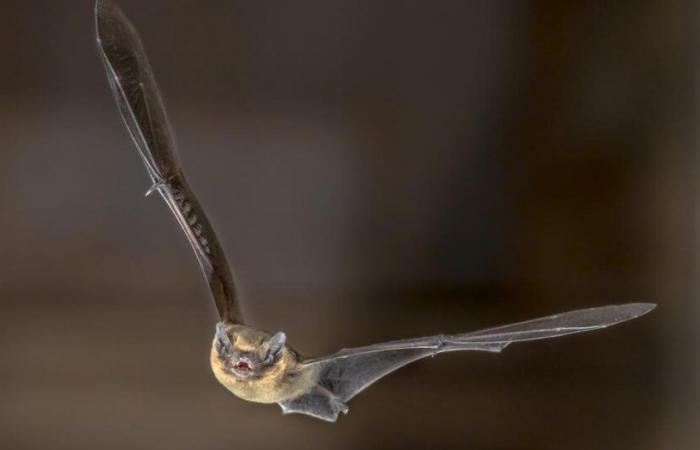 Sonar, a precision tool used by bats to travel long distances