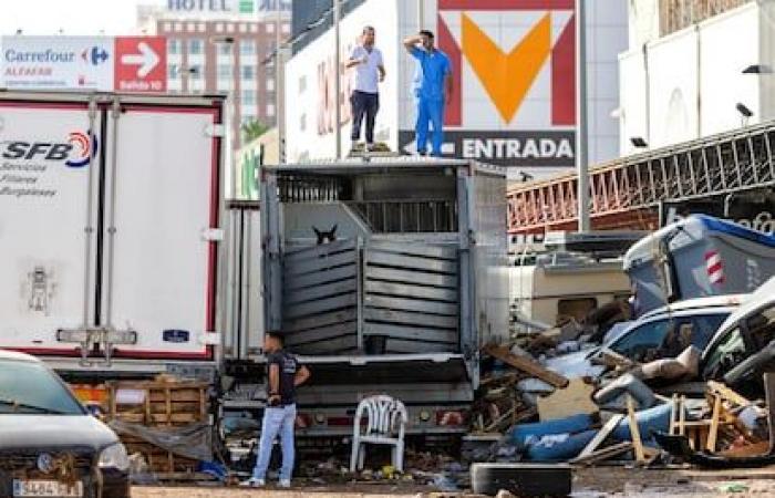 A dawn of looting, floating cars and 12 dehydrated horses in the Alfafar commercial estate | Spain