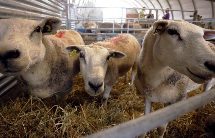 Livestock breeding: Tarn-et-Garonne affected by a new variant of bluetongue, the whole of Occitanie placed in a regulated zone