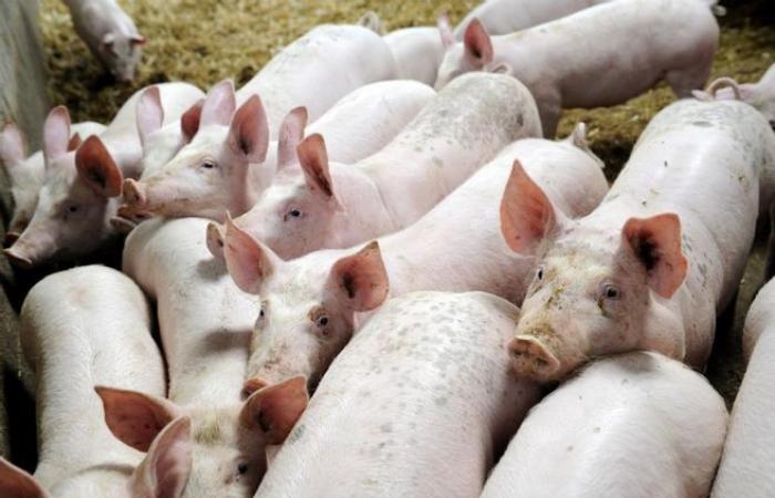 An industrial pigsty project with a capacity of 1,000 pigs is sowing discord in Vicq-sur-Breuilh