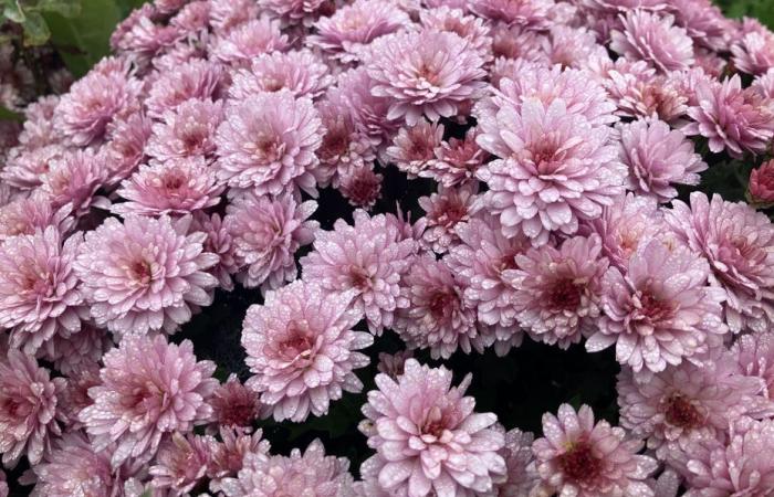 Where do the chrysanthemums in Parisian tombs come from?