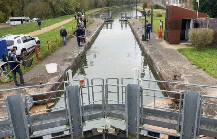 three tonnes of dead fish fished out of the Loing, emptying of the canal ordered