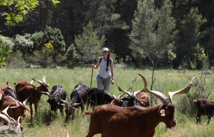 In Aureille, the goats get the better of the fires