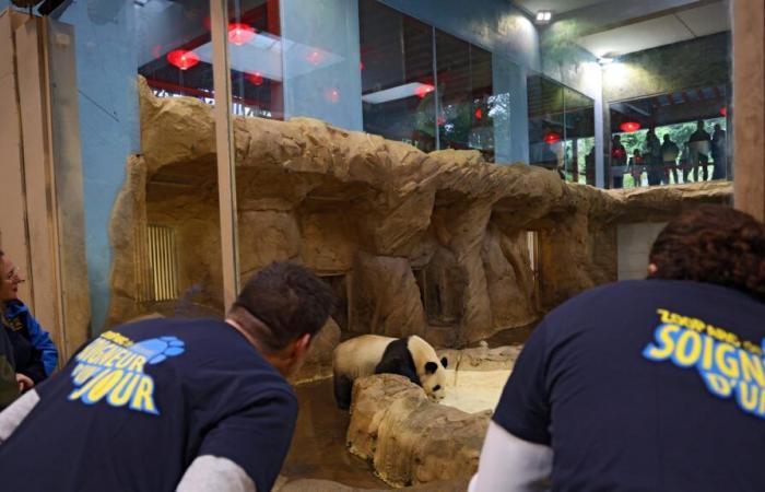 in the privacy of the Beauval zoo with the pandas