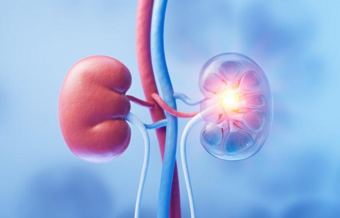 a regenerated kidney for the first time