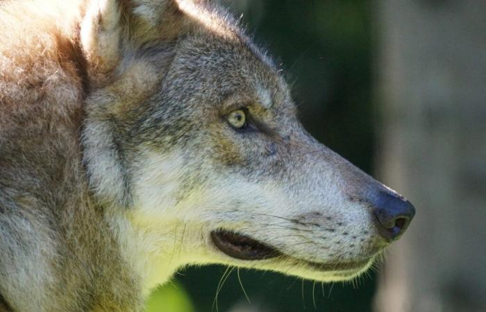 Where is wolf monitoring in Maine-et-Loire?