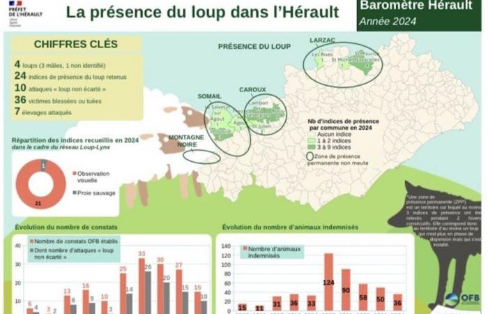 the wolf prowls the Larzac