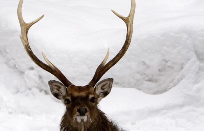 Federal Court suspends deer slaughter in Geneva – rts.ch