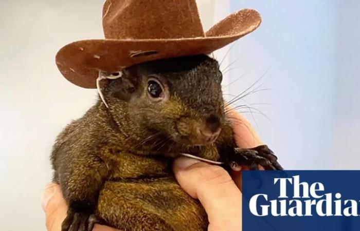 Peanut the Instagram-famous squirrel is seized by New York officials | Animals