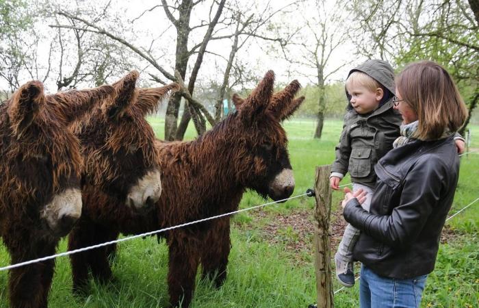 our ideas for family outings in Charente-Maritime